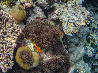 coral reef in the sea