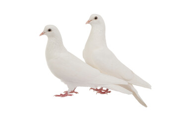 Dove and dove is isolated on a white background