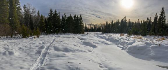 Fototapeta na wymiar A panorama of a snowy forest setting and frozen stream with a trail of snowshoe tracks. The sky is filled with clouds that are backlit by the sun. 