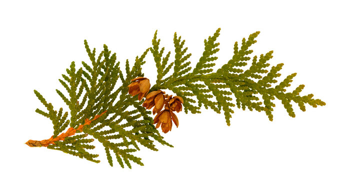 A single branch from a cedar evergreen tree that includes four small cedar cones. On a transparent background.

