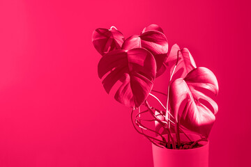 Monstera plant Background from leaves close-up in color Viva magenta floral background. Color of the year 2023 Monstera deliciosa leaves or Swiss cheese plant in pot tropical leaf background