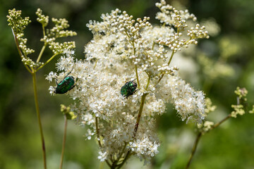 Cetonia aurata on the ground elder. 