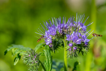 Green manure phacelia tanacetifolia flower and crop 