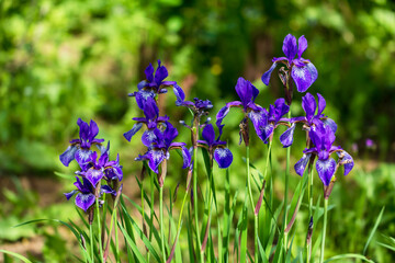 Flowers of Siberian iris, Iris sanguinea, wetted by rain