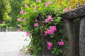 Blooming pink ivy geranium pelargonium, vertical design of landscaping of streets and parks. Beautiful large pelargonium geranium cranesbill flowers. Floriculture and horticulture. Banja Koviljaca.