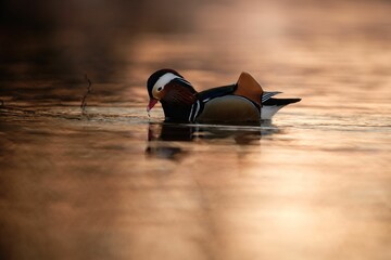 Mandarin Duck Dabbling on Golden Water
