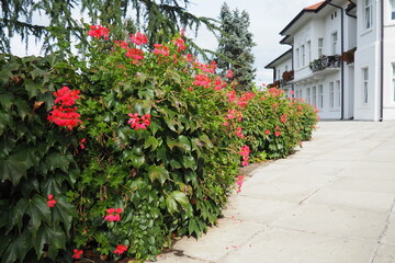 Blooming red ivy geranium pelargonium in the vertical design of landscaping of streets and parks. Beautiful large pelargonium geranium cranesbill. Floriculture and horticulture. Banja Koviljaca
