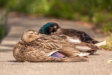 A male and female Mallard duck (Anas platyrhynchos) sleeping on the fortified riverbank.