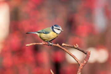 A blue tit (Cyanistes caeruleus) in the garden. A small blue and yellow bird often found near humans, visiting bird feeders in winter. A blue tit eating sunflower seeds.