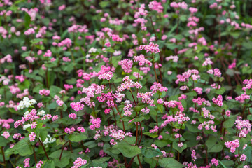 Fototapeta premium Red buckwheat flowers on the field. Blooming buckwheat. Buckwheat field on a summer sunny day. 