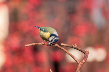 A blue tit (Cyanistes caeruleus) in the garden. A small blue and yellow bird often found near humans, visiting bird feeders in winter.