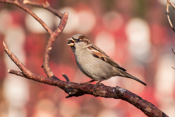 A male house sparrow (Passer domesticus) eating sunflower seeds on a branch near the bird feeder. A bird that lives close to humans. A frequent visitor to bird feeders.