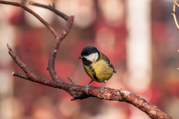 The great tit, known as Parus major in Latin, in the garden. It is a small black and yellow bird that lives near humans. It is a frequent visitor to gardens and winter bird feeders.