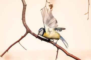 A blue tit (Cyanistes caeruleus) in the garden. A small blue and yellow bird often found near humans, visiting bird feeders in winter. A blue tit with a raised wing.