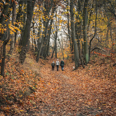 A family walk in the forest in late autumn. A wide forest path surrounded by tall trees in autumn colors.