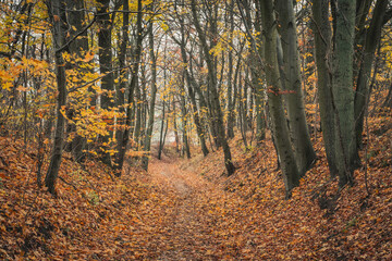 Fototapeta premium A broad forest trail surrounded by tall trees in autumn colors. The forest in autumn. A woodland walk in the fall. The golden hues of autumn. Wide-angle shot.