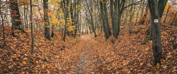 A broad forest trail surrounded by tall trees in autumn colors. The forest in autumn. A woodland walk in the fall.  The golden hues of autumn. A panoramic, wide-angle shot.