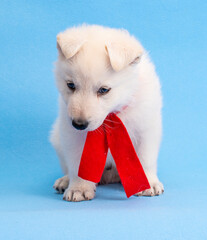 funny christmas dog puppy on isolated background