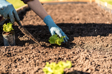 Fototapeta premium spring planting lettuce seedlings in a garden box. planting and preparing lettuce seedlings. organic cultivation of vegetables in your garden. well-maintained garden. blurred background.