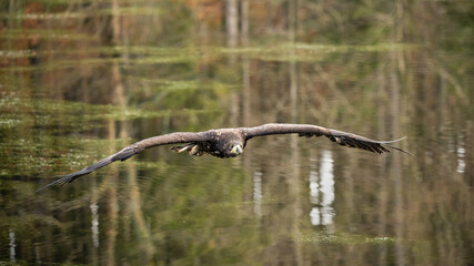 Bird of prey flying in The Bohemian Moravian Highlands.
