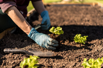 spring planting lettuce seedlings in a garden box. planting and preparing lettuce seedlings....