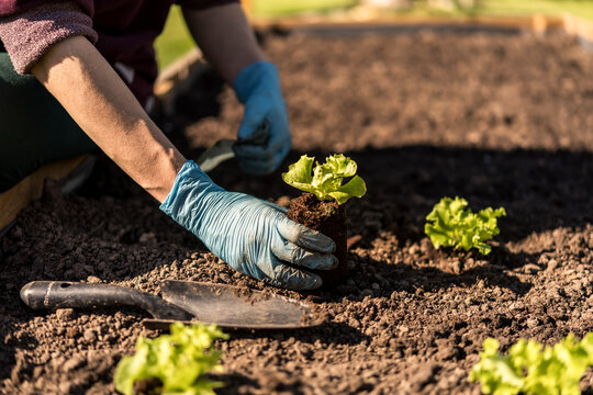 spring planting lettuce seedlings in a garden box. planting and preparing lettuce seedlings. organic cultivation of vegetables in your garden. well-maintained garden. blurred background.
