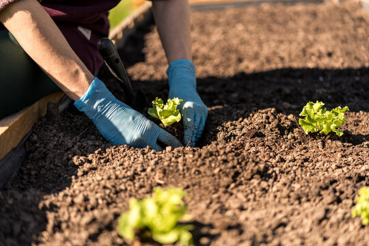 planting lettuce seedlings in a garden box. planting and preparing lettuce seedlings. organic cultivation of vegetables in your garden. well-maintained garden. blurred background.