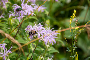 Bee on Bergamot