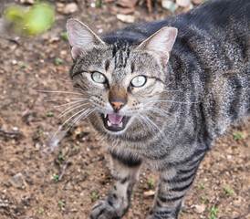 Naklejka na ściany i meble Angry hungry striped street cat.