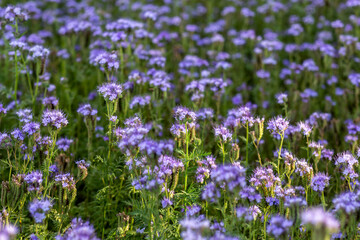 Obraz premium The field is blooming phacelia - a special honey plant for bees