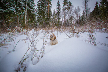 shih tzu dog sits in the snow in a field