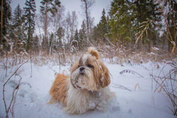 shih tzu dog sits in the snow in a field