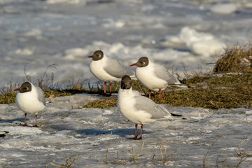 Seagulls on the banks of the Neva River on a cold winter day.