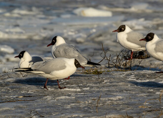 Seagulls on the banks of the Neva River on a cold winter day.