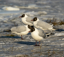Seagulls on the banks of the Neva River on a cold winter day.
