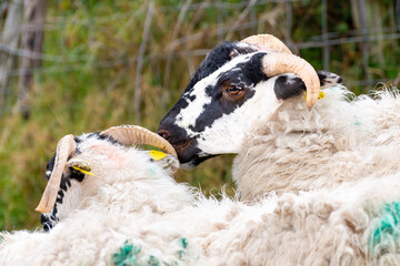 Naklejka premium Closeup of black-faced sheep in Dingle, Ireland.