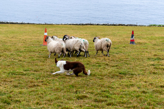 Ireland sheep dog in action corralling sheep on the Ireland southern shoreline.
