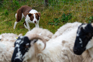 Ireland sheep dog in action corralling sheep on the Ireland southern shoreline.
