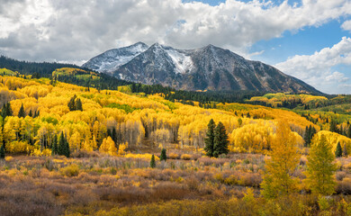 Naklejka premium Autumn colors in the Colorado Rocky Mountains - near Crested Butte on scenic Gunnison County Road 12 through the Kebler Pass