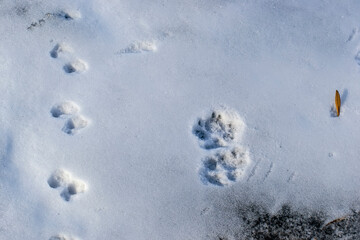 Ice on the Neva River in January.