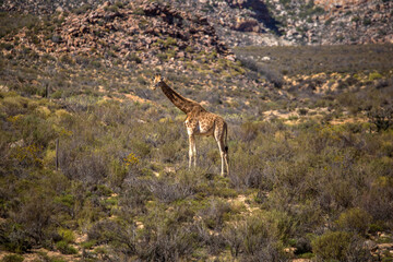 Naklejka na ściany i meble giraffes in the African savanna. South Africa