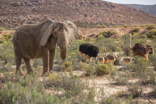 Elephant And A Family Of Ostriches In The African Savanna. South Africa