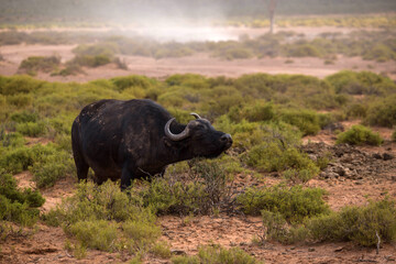 a buffalo in the African savanna. South Africa