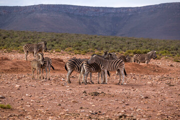 Fototapeta na wymiar zebras in the African savanna. South Africa