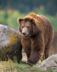 Close-up full body portrait of a young male grizzly bear walking between two large rocks