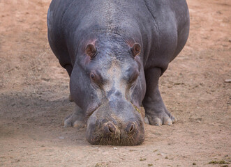 portrait of a hippo. South Africa