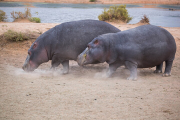 hippos at the watering hole. South Africa