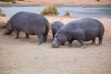 hippos at the watering hole. South Africa