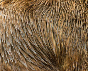 Close-up portrait of thick wet brown fur on the side of a grizzly bear