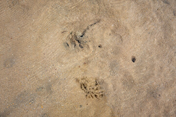 sandy bottom of the red sea at low tide with ripples from the waves